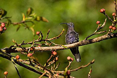 战地1必备知识，野豹加速器教你如何反外挂免费BP加速